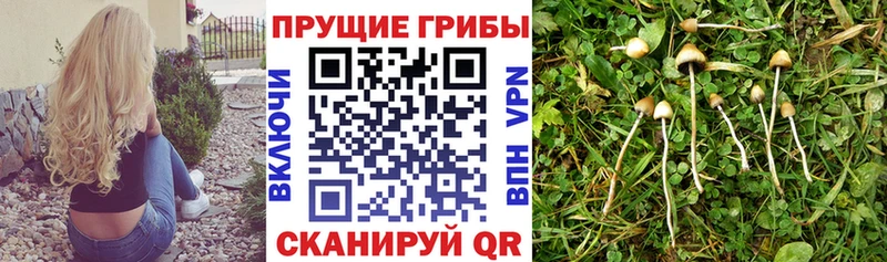 гидра вход  Рославль  Галлюциногенные грибы MAGIC MUSHROOMS  где продают  